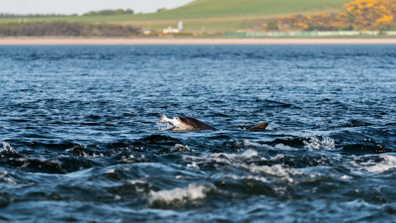 Dauphins et cétacés du Moray Firth