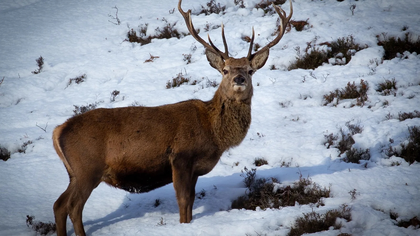 Le cerf rouge et le brame des Highlands