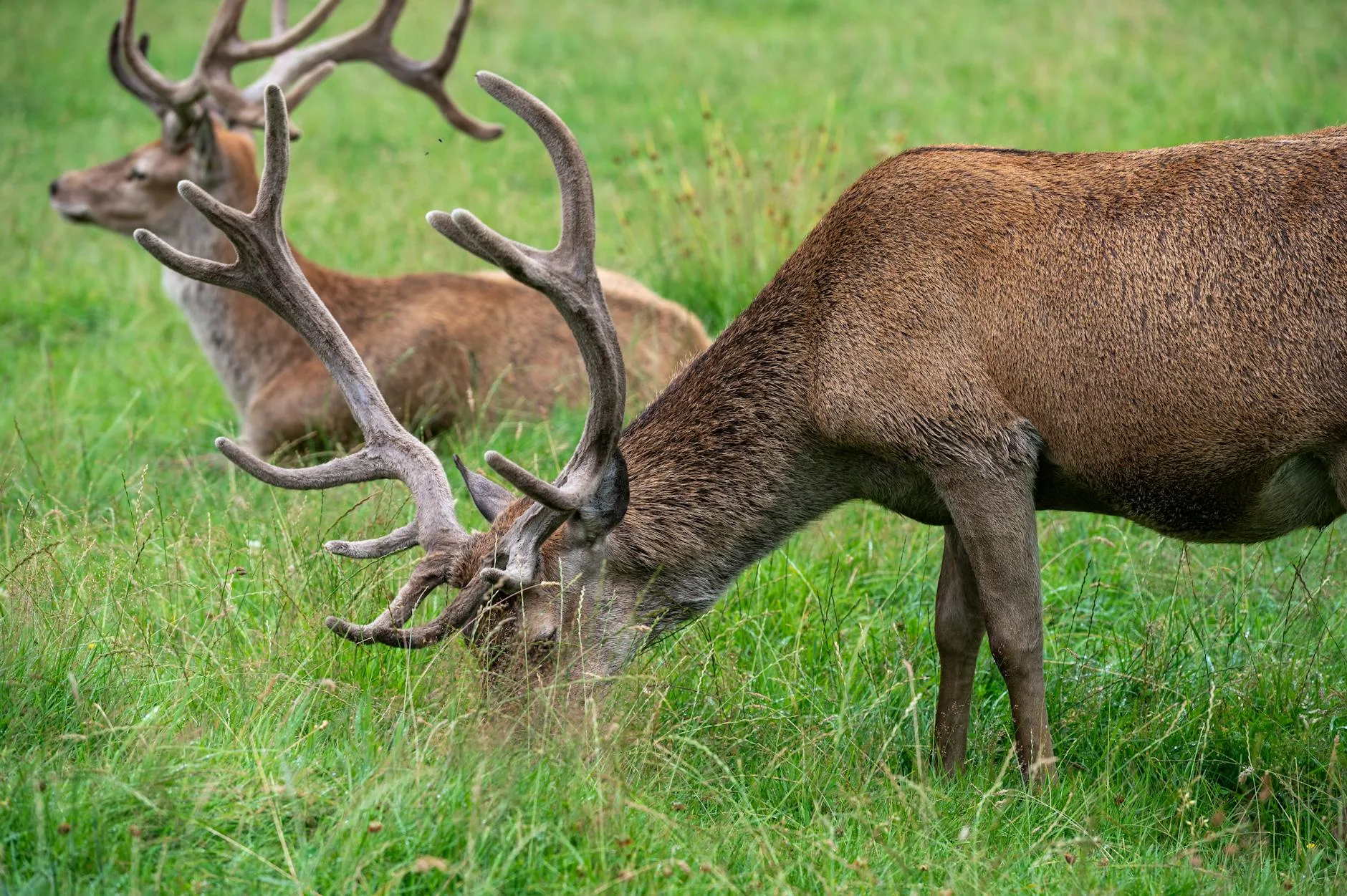 La faune à observer en randonnant