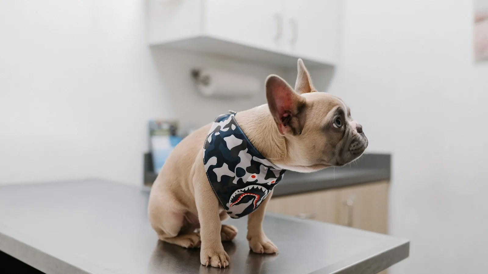 Vétérinaire examinant un chien avant la délivrance d'un certificat sanitaire de voyage